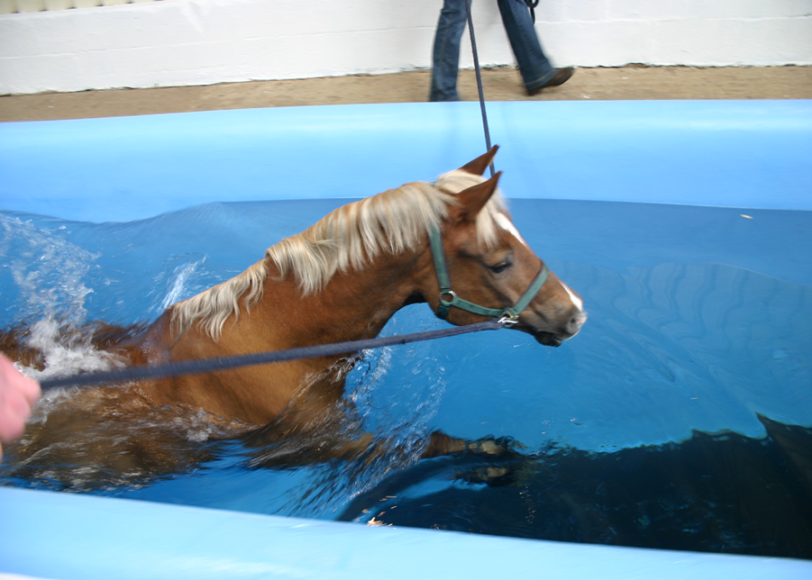 Equine hydrotherapy